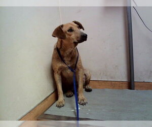 Labrador Retriever-Unknown Mix Dogs for adoption in Martinez, CA, USA