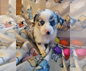 Aussie-Corgi Puppy for Sale in BRIGGSDALE, Colorado USA