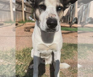 Siberian Husky-Unknown Mix Dogs for adoption in Cedar Crest, NM, USA