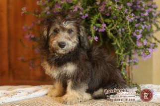 Pembroke Welsh Corgi-Poodle (Miniature) Mix Puppy for sale in LANCASTER, MN, USA