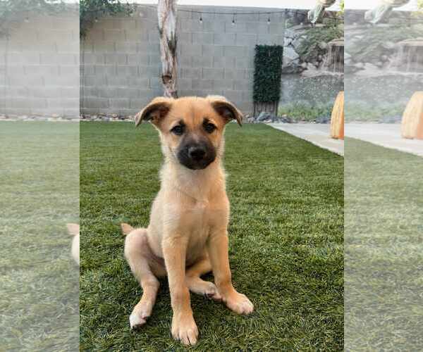 Medium Photo #3 Australian Shepherd-Chihuahua Mix Puppy For Sale in Visalia, CA, USA