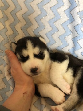 Medium Photo #6 Siberian Husky Puppy For Sale in THORNTON, CO, USA