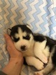 Small Photo #6 Siberian Husky Puppy For Sale in THORNTON, CO, USA