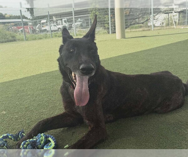 Medium Photo #2 Holland Shepherd-Unknown Mix Puppy For Sale in Martinez, CA, USA