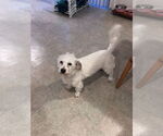 Small Maltese Mix