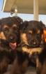 Small Photo #18 German Shepherd Dog Puppy For Sale in PORTERVILLE, CA, USA