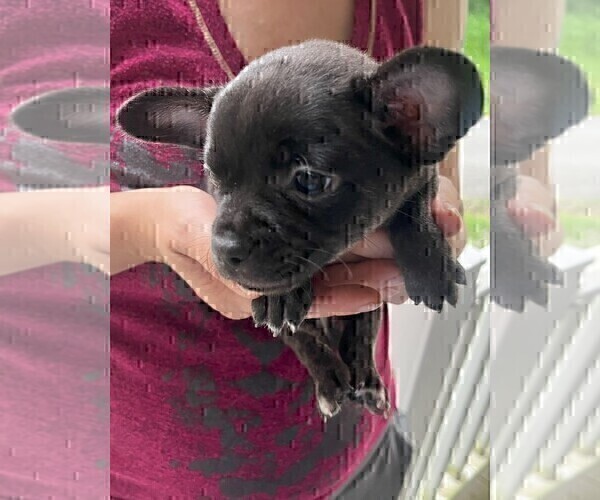 Medium Photo #71 French Bullhuahua Puppy For Sale in SPRAGGS, PA, USA