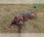 Small Photo #31 American Pit Bull Terrier-Unknown Mix Puppy For Sale in Rowlett, TX, USA