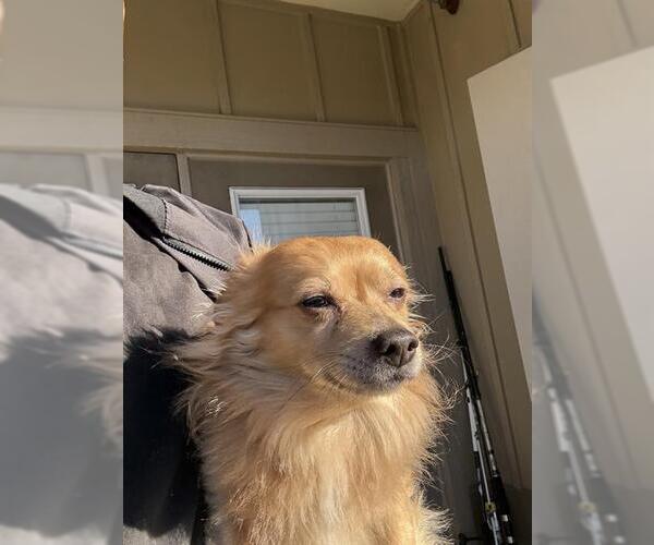 Medium Photo #1 Chihuahua-Unknown Mix Puppy For Sale in San Antonio, TX, USA