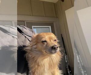 Chihuahua-Unknown Mix Dogs for adoption in San Antonio, TX, USA