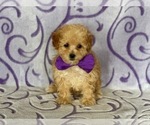 Small Photo #3 Poodle (Toy) Puppy For Sale in LANCASTER, PA, USA