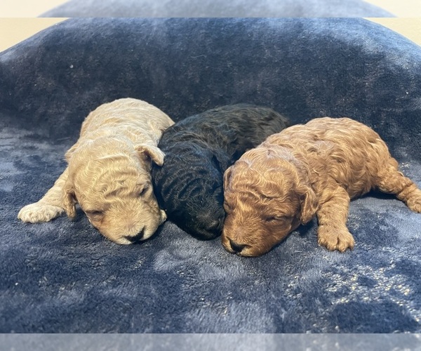 Medium Photo #7 Poodle (Toy) Puppy For Sale in HOLIDAY, FL, USA