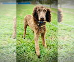 Small #2 Poodle (Standard)