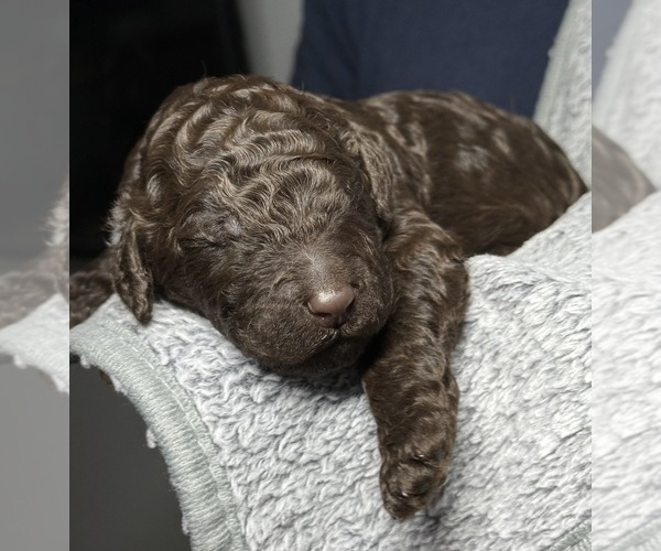 Medium Photo #2 Goldendoodle Puppy For Sale in HOWARD CITY, MI, USA