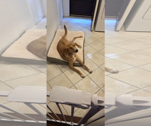 Medium Photo #4 Labrador Retriever-Rhodesian Ridgeback Mix Puppy For Sale in Rockaway, NJ, USA