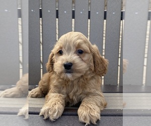 Cockapoo Puppy for sale in CANOGA, NY, USA