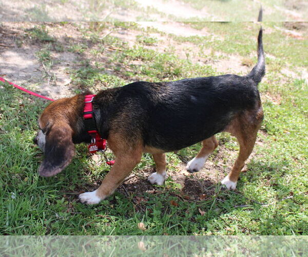 Medium Photo #8 Beagle Puppy For Sale in Dunnellon, FL, USA
