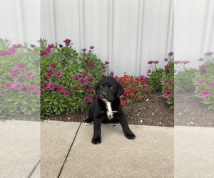 Bernese Mountain Dog-Labrador Retriever Mix Puppy for sale in SULLIVAN, IL, USA