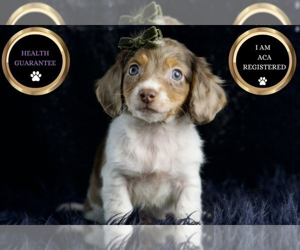 Medium Photo #34 Dachshund Puppy For Sale in WARSAW, IN, USA