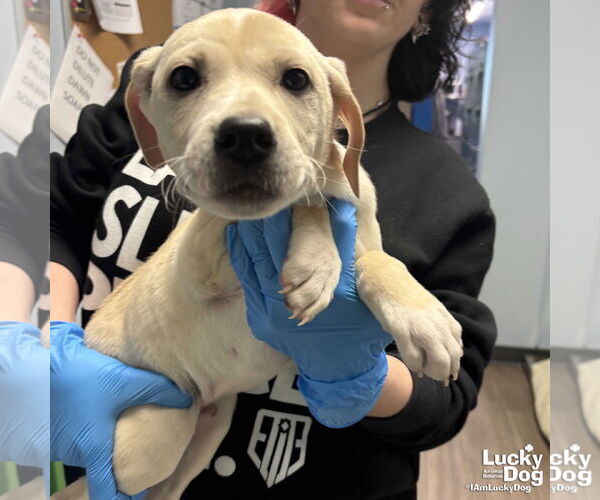 Medium Photo #1 Labrador Retriever-Unknown Mix Puppy For Sale in Washington, DC, USA