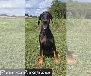 Doberman Pinscher Puppy for sale in POMEROY, OH, USA