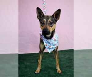 Australian Kelpie-Unknown Mix Dogs for adoption in Bakersfield, CA, USA