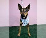 Small Australian Kelpie Mix