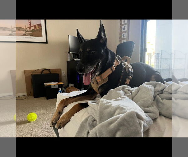 Medium Photo #2 Australian Kelpie-German Shepherd Dog Mix Puppy For Sale in Hayward, CA, USA