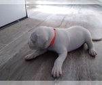 Small Photo #14 Dogo Argentino Puppy For Sale in RYAN, OK, USA