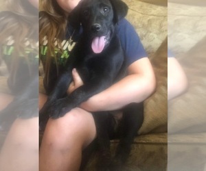 Labrador Retriever Puppy for sale in SELAH, WA, USA