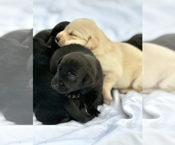 Medium Photo #1 Labrador Retriever Puppy For Sale in SIOUX CENTER, IA, USA