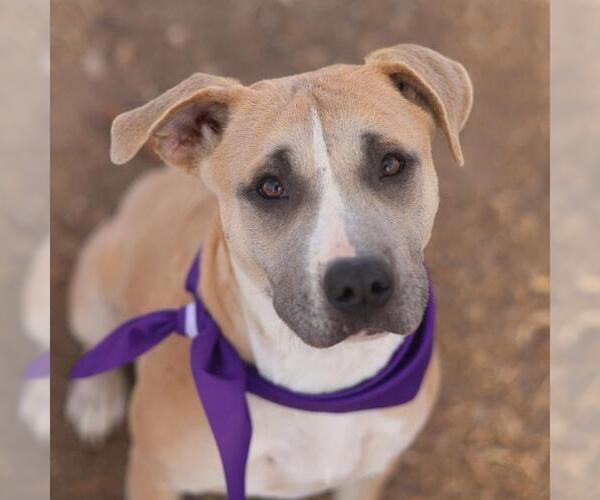 Medium Photo #1 American Staffordshire Terrier-Unknown Mix Puppy For Sale in San Antonio, TX, USA