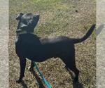 Small #8 Labrador Retriever Mix