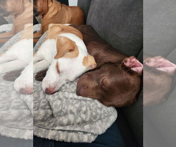 Medium Photo #14 American Pit Bull Terrier-Unknown Mix Puppy For Sale in Sandy, UT, USA