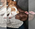 Small #13 American Pit Bull Terrier Mix