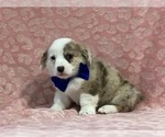 Small Photo #4 Pembroke Welsh Corgi Puppy For Sale in LANCASTER, PA, USA