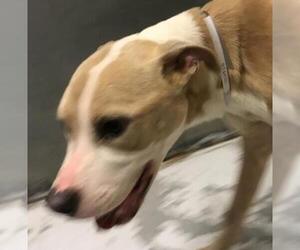 Mutt Dogs for adoption in Conroe, TX, USA