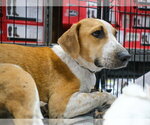 Small #5 Labrador Retriever Mix