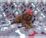 Small #3 Cavapoo