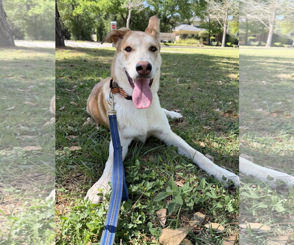 Medium Photo #2 Gerberian Shepsky Puppy For Sale in The Woodlands, TX, USA