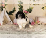 Small Photo #8 Zuchon Puppy For Sale in WARSAW, IN, USA