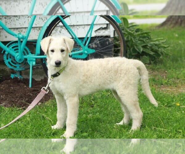 Medium Photo #1 Shepadoodle Puppy For Sale in SHILOH, OH, USA