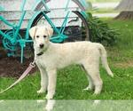 Small Photo #1 Shepadoodle Puppy For Sale in SHILOH, OH, USA