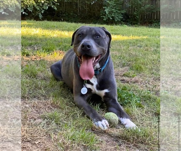 Medium Photo #25 American Staffordshire Terrier-Labrador Retriever Mix Puppy For Sale in Holly Springs, NC, USA