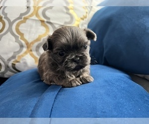 Shih Tzu Dog for Adoption in HAYWARD, California USA
