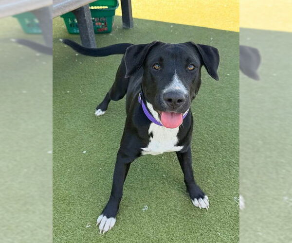 Medium Photo #1 Labrador Retriever-Unknown Mix Puppy For Sale in Naples, FL, USA