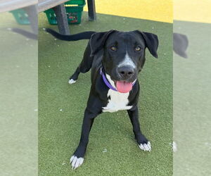 Labrador Retriever-Unknown Mix Dogs for adoption in Naples, FL, USA