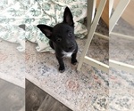 Small Photo #1 Alaskan Husky-Unknown Mix Puppy For Sale in ROCHESTER, MN, USA