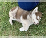 Small Photo #4 Alusky Puppy For Sale in LEWISBURG, PA, USA