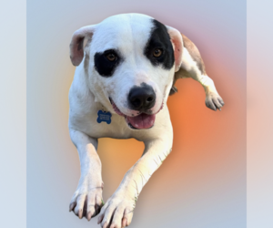 Pointer-Unknown Mix Dogs for adoption in Rockville, MD, USA